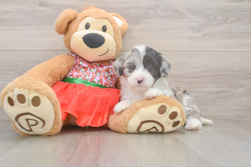 Mini Sheepadoodle Pup Being Cute