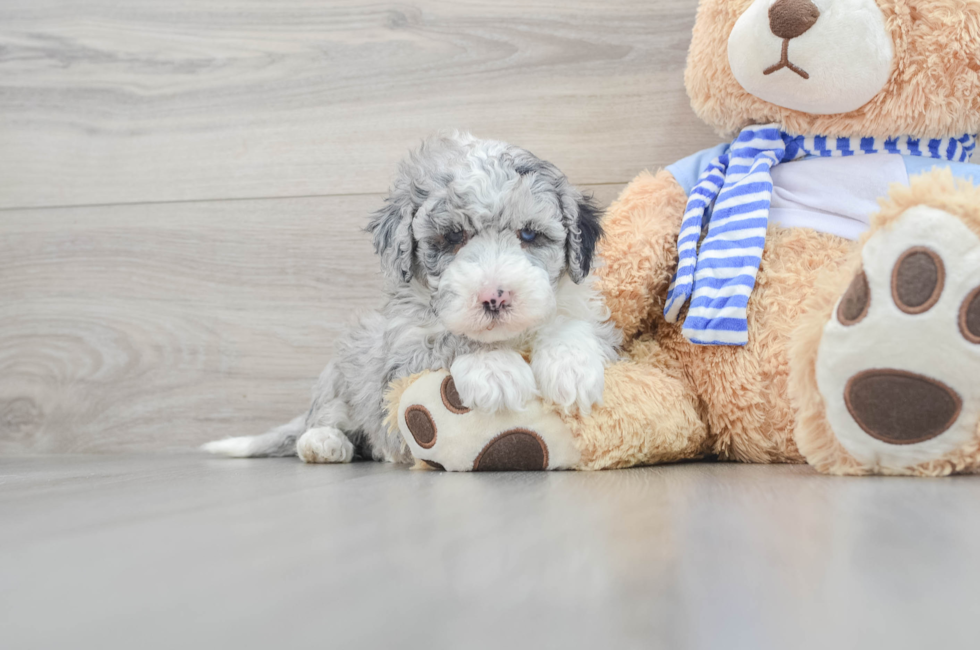 5 week old Mini Sheepadoodle Puppy For Sale - Simply Southern Pups