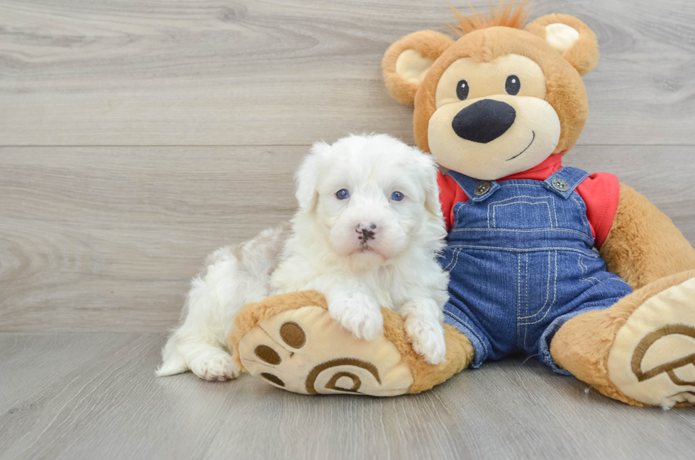 5 week old Mini Sheepadoodle Puppy For Sale - Simply Southern Pups