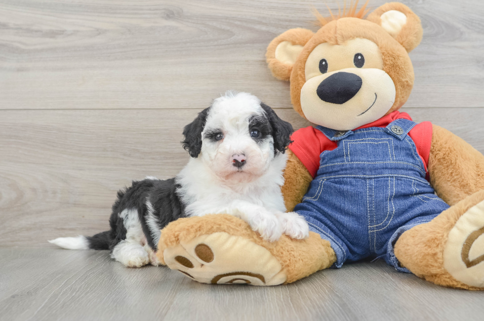 7 week old Mini Sheepadoodle Puppy For Sale - Simply Southern Pups
