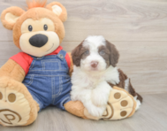 5 week old Mini Sheepadoodle Puppy For Sale - Simply Southern Pups