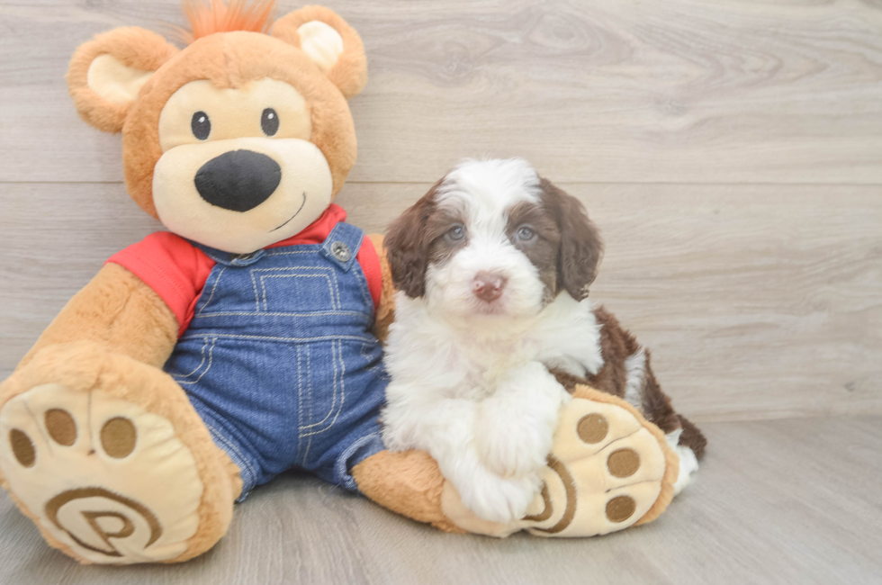 5 week old Mini Sheepadoodle Puppy For Sale - Simply Southern Pups