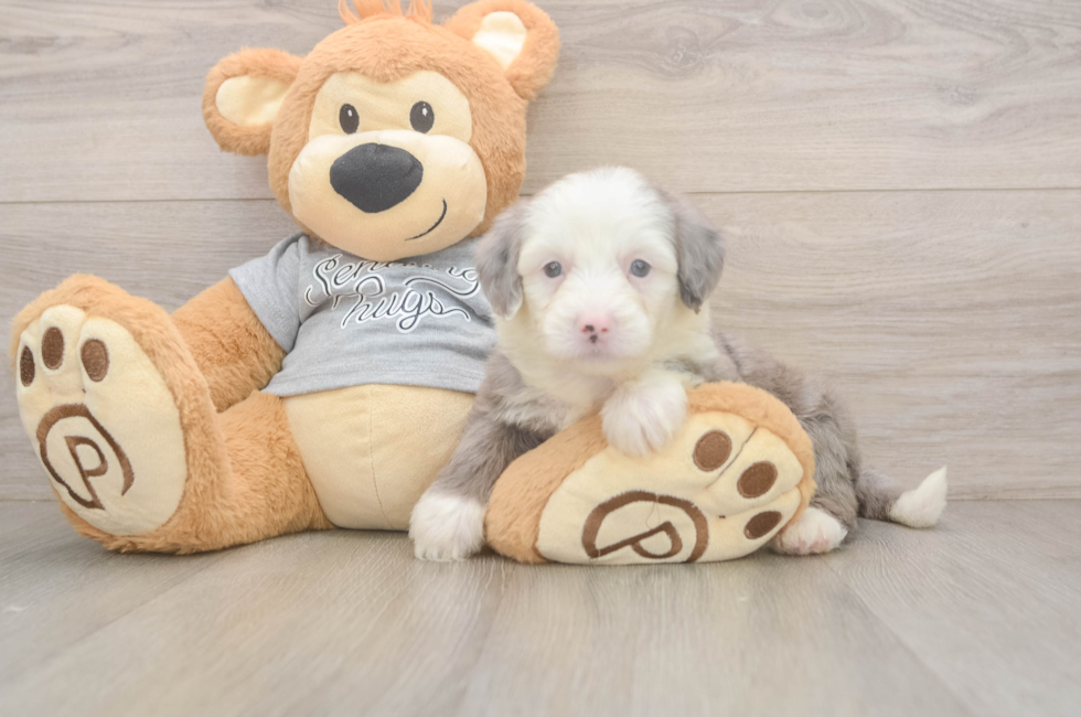 5 week old Mini Sheepadoodle Puppy For Sale - Simply Southern Pups