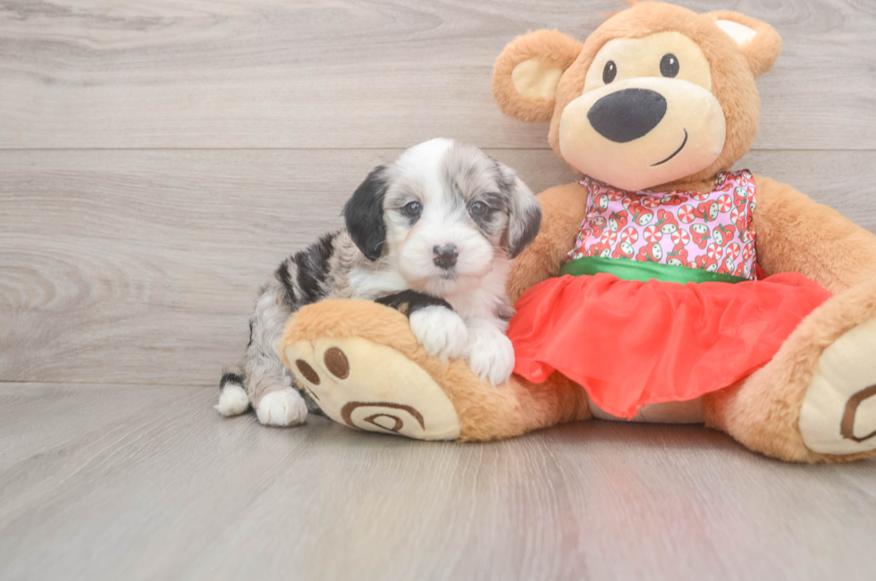 5 week old Mini Sheepadoodle Puppy For Sale - Simply Southern Pups