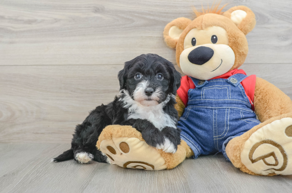 7 week old Mini Sheepadoodle Puppy For Sale - Simply Southern Pups