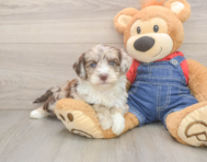 5 week old Mini Sheepadoodle Puppy For Sale - Simply Southern Pups