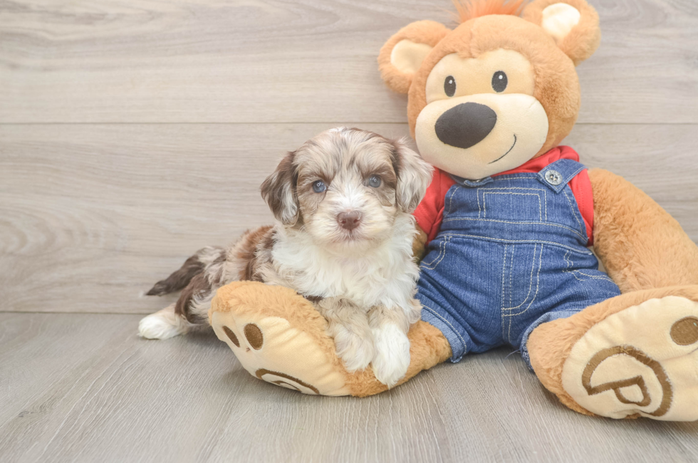 5 week old Mini Sheepadoodle Puppy For Sale - Simply Southern Pups