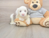 8 week old Mini Sheepadoodle Puppy For Sale - Simply Southern Pups