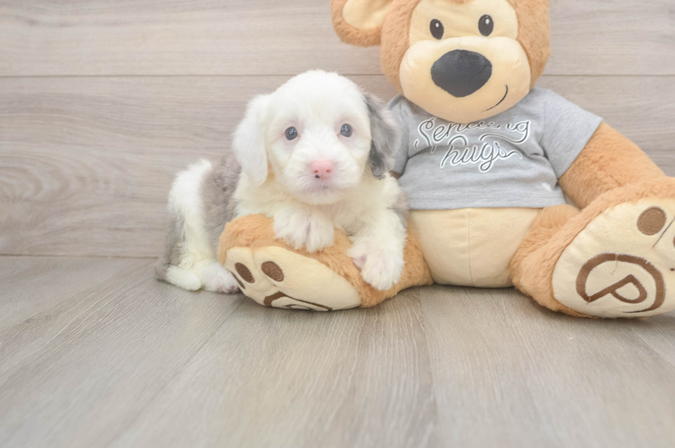 5 week old Mini Sheepadoodle Puppy For Sale - Simply Southern Pups