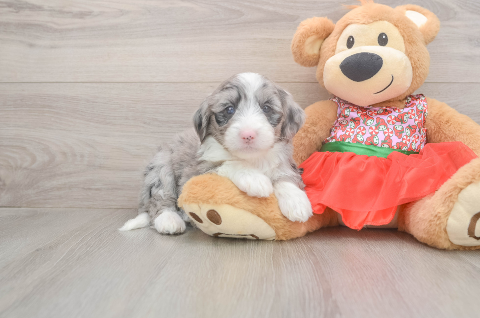 5 week old Mini Sheepadoodle Puppy For Sale - Simply Southern Pups