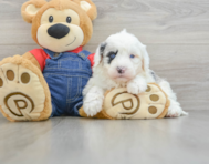 5 week old Mini Sheepadoodle Puppy For Sale - Simply Southern Pups