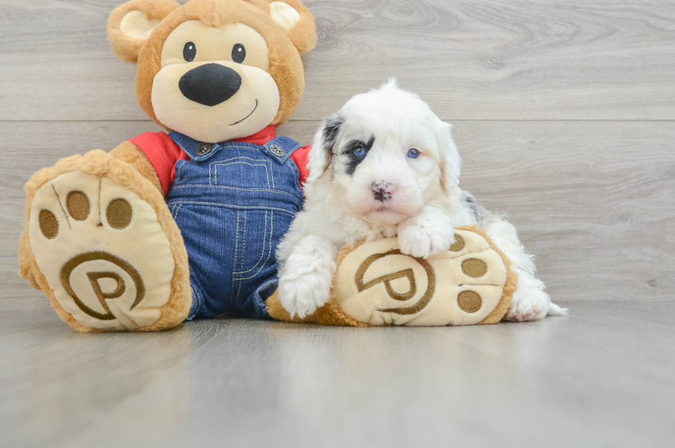 5 week old Mini Sheepadoodle Puppy For Sale - Simply Southern Pups