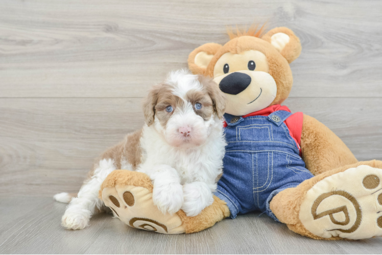 Friendly Mini Sheepadoodle Baby