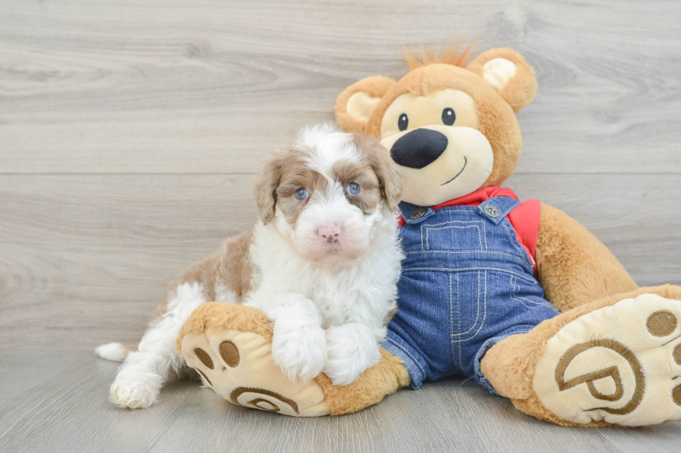 Friendly Mini Sheepadoodle Baby