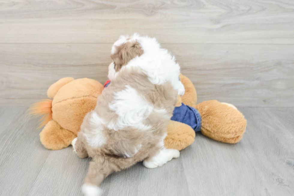 Mini Sheepadoodle Pup Being Cute
