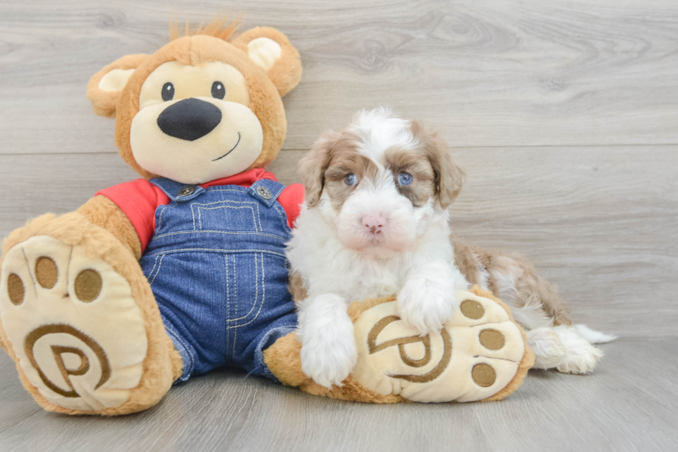 Little Sheeppoo Poodle Mix Puppy