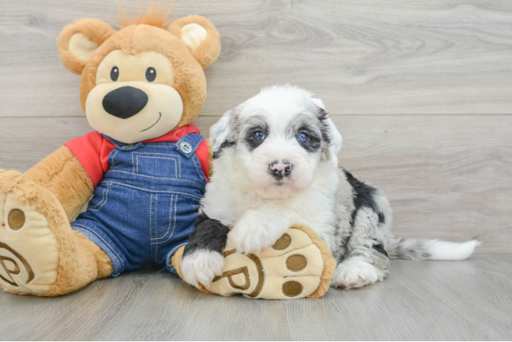 Friendly Mini Sheepadoodle Baby