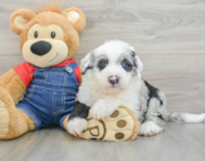 6 week old Mini Sheepadoodle Puppy For Sale - Simply Southern Pups