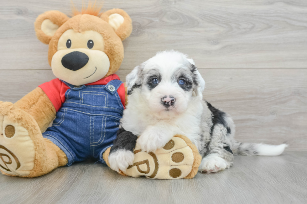 6 week old Mini Sheepadoodle Puppy For Sale - Simply Southern Pups