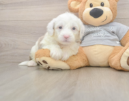 6 week old Mini Sheepadoodle Puppy For Sale - Simply Southern Pups