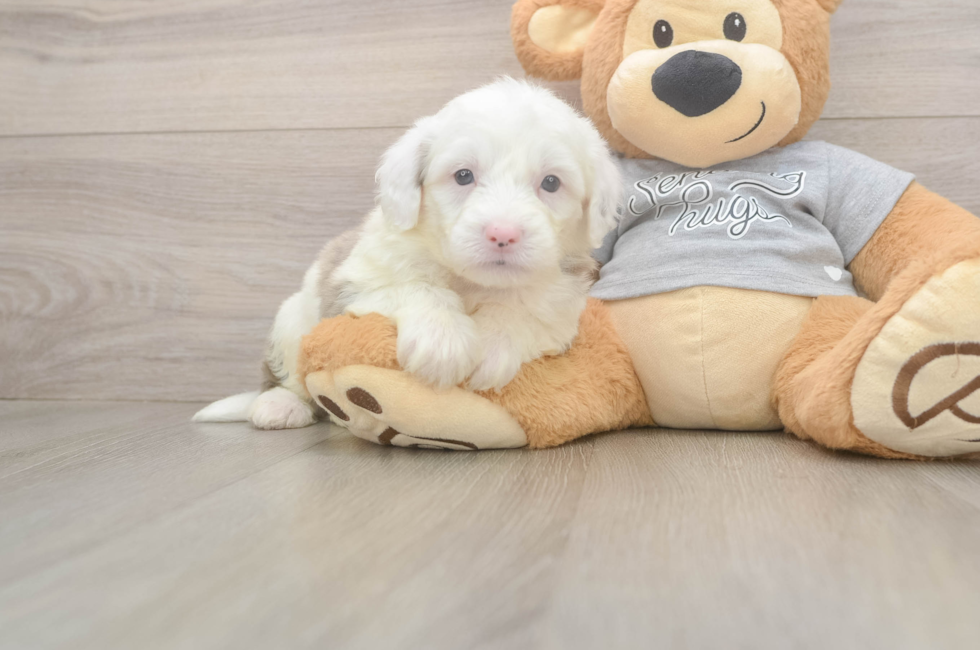 5 week old Mini Sheepadoodle Puppy For Sale - Simply Southern Pups