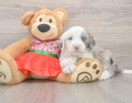 5 week old Mini Sheepadoodle Puppy For Sale - Simply Southern Pups