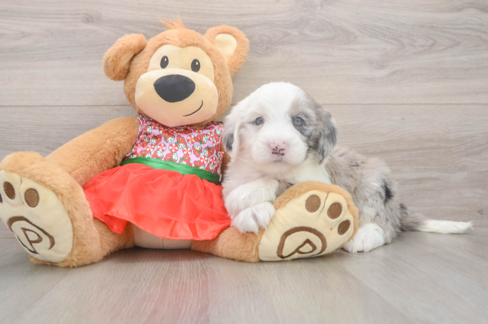 5 week old Mini Sheepadoodle Puppy For Sale - Simply Southern Pups