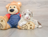 5 week old Mini Sheepadoodle Puppy For Sale - Simply Southern Pups