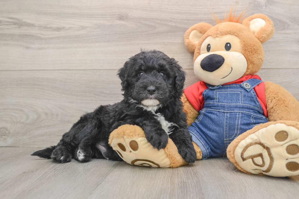 Best Mini Sheepadoodle Baby