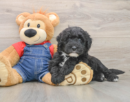 5 week old Mini Sheepadoodle Puppy For Sale - Simply Southern Pups