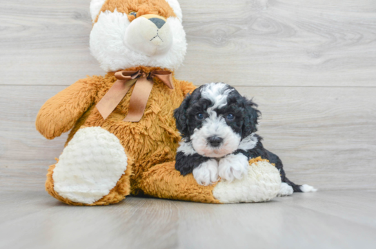 Playful Sheep Dog Poodle Mix Puppy