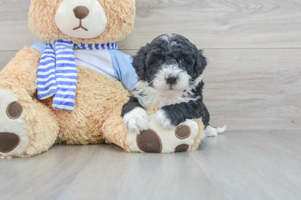 5 week old Mini Sheepadoodle Puppy For Sale - Simply Southern Pups