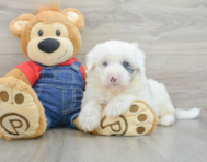 6 week old Mini Sheepadoodle Puppy For Sale - Simply Southern Pups