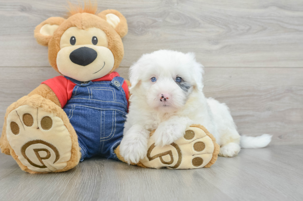 6 week old Mini Sheepadoodle Puppy For Sale - Simply Southern Pups
