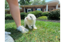 Best Mini Sheepadoodle Baby