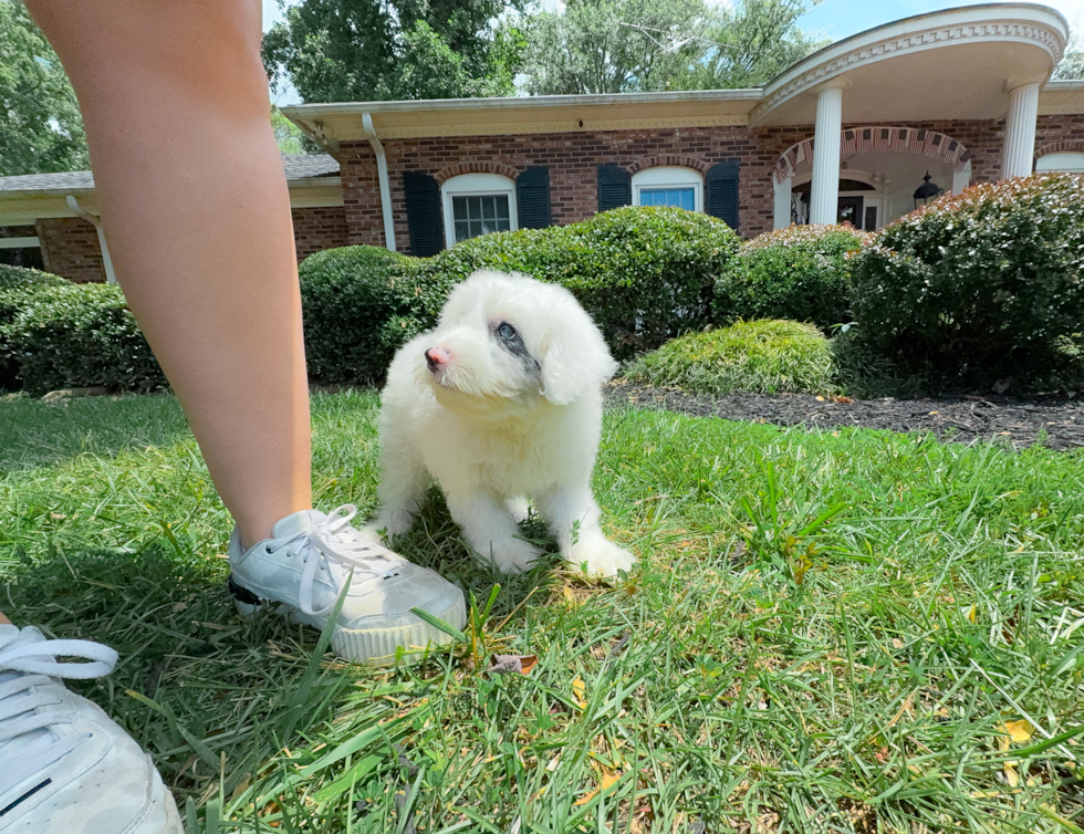 Best Mini Sheepadoodle Baby