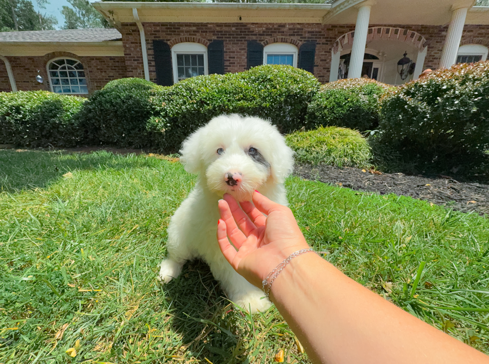 Mini Sheepadoodle Puppy for Adoption