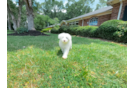 Mini Sheepadoodle Pup Being Cute