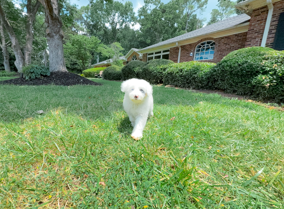 Mini Sheepadoodle Pup Being Cute