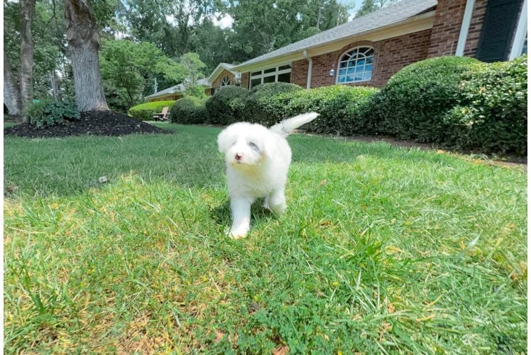 Cute Mini Sheepadoodle Baby