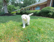 8 week old Mini Sheepadoodle Puppy For Sale - Simply Southern Pups