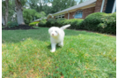 Cute Mini Sheepadoodle Baby