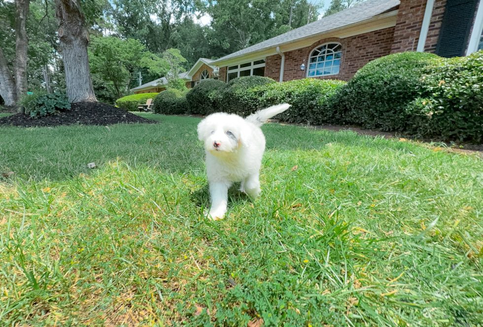 Cute Mini Sheepadoodle Baby
