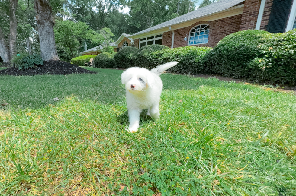 8 week old Mini Sheepadoodle Puppy For Sale - Simply Southern Pups