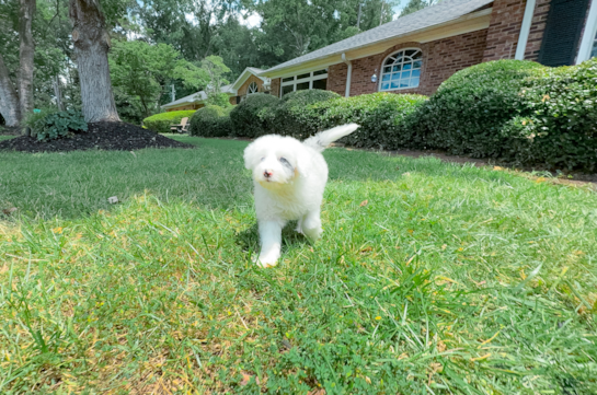 Cute Mini Sheepadoodle Baby