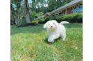 Mini Sheepadoodle Pup Being Cute