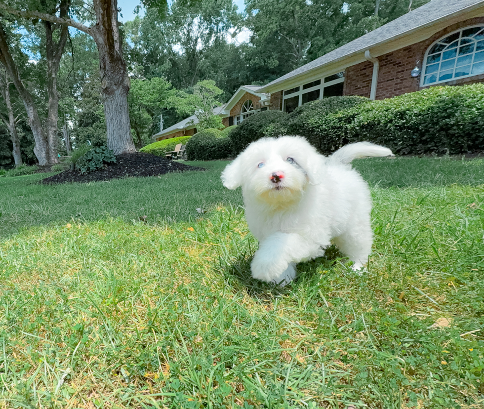 Mini Sheepadoodle Pup Being Cute