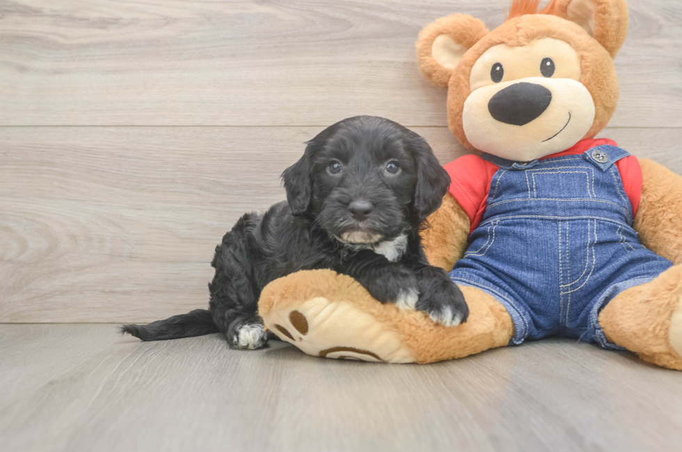 5 week old Mini Sheepadoodle Puppy For Sale - Simply Southern Pups