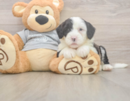 6 week old Mini Sheepadoodle Puppy For Sale - Simply Southern Pups