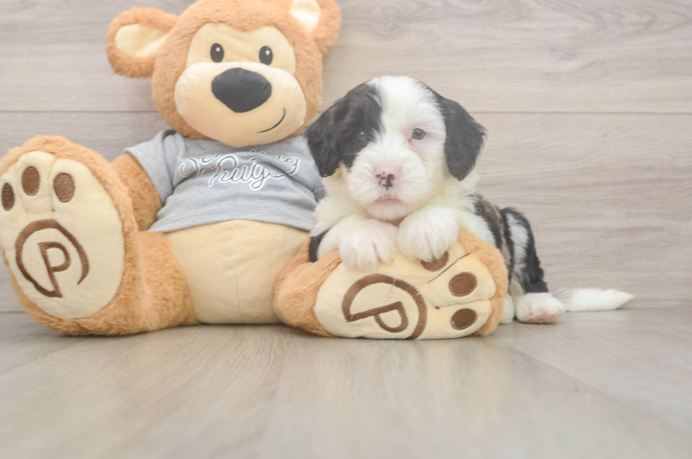5 week old Mini Sheepadoodle Puppy For Sale - Simply Southern Pups